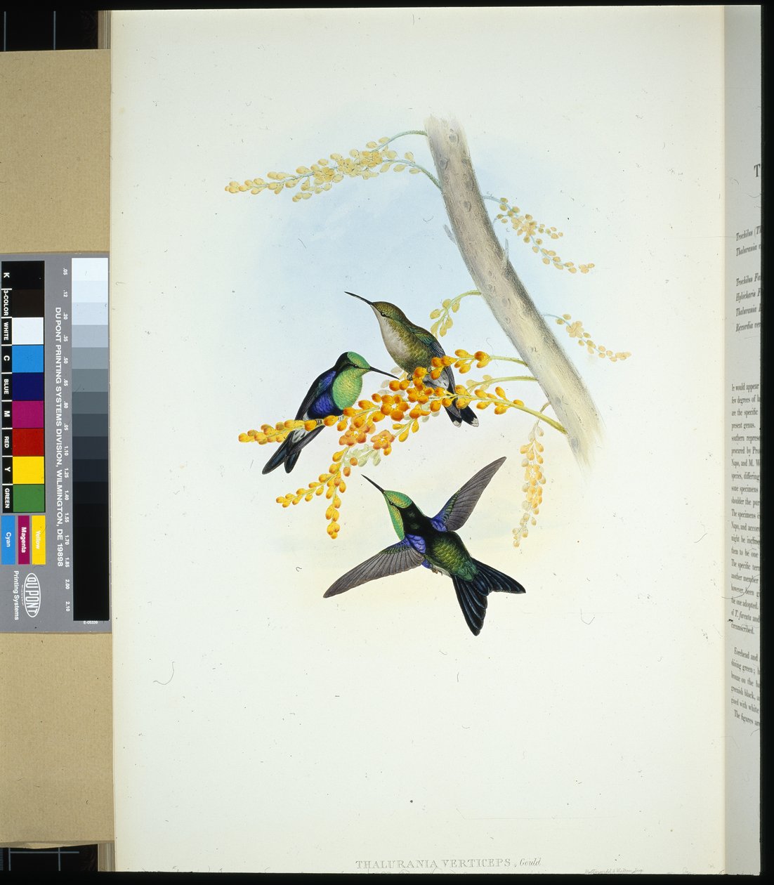 Zöld koronás panopliták (thalurania verticeps) (kézzel színezett litho) alkotó: John (after) Gould