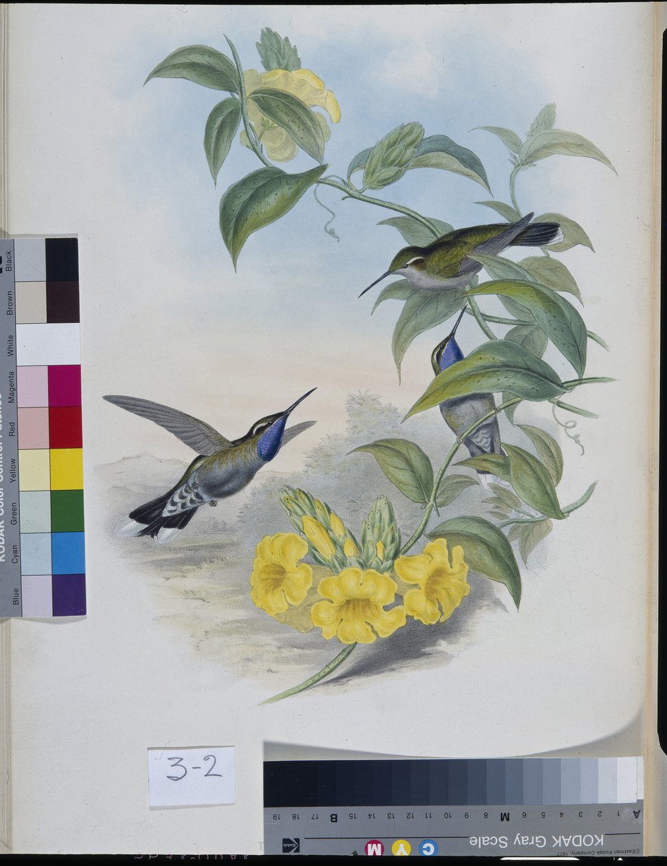 Kolibri (Delattria Clemenciae) (kézzel színezett litho) alkotó: John (after) Gould