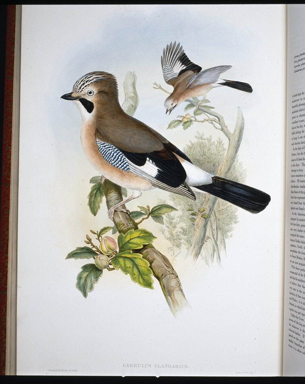 Jay (Garrulus Glandarius) (kézzel színezett litho) alkotó: John (after) Gould