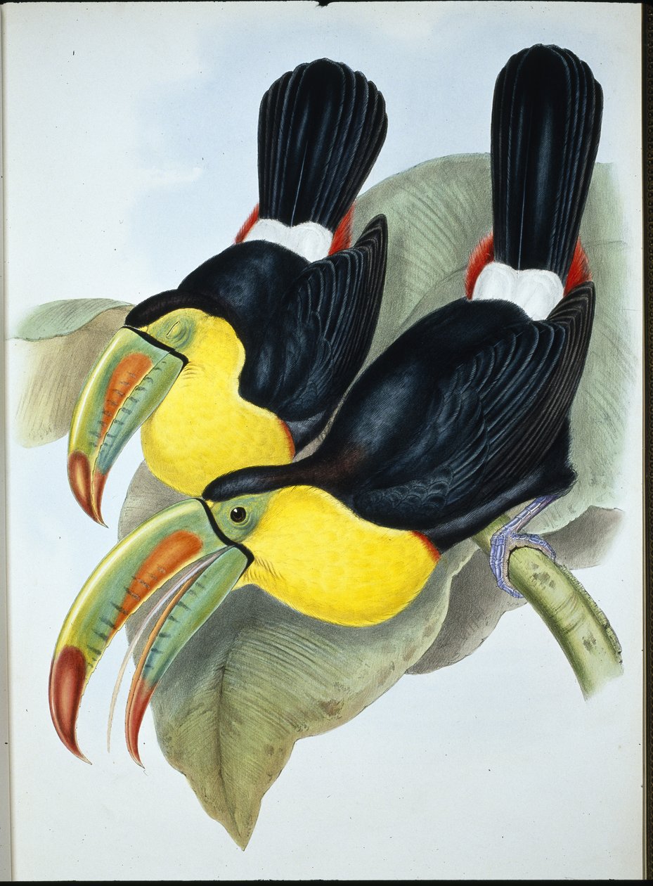 Keelcsőrű tukán (Ramphastos Carinatus) (kézzel színezett litho) alkotó: John (after) Gould