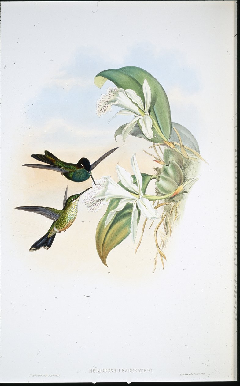 Leadbeater