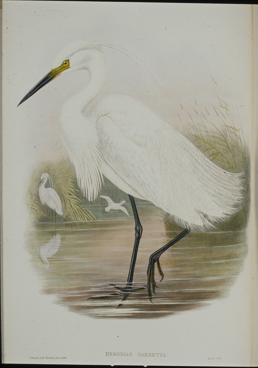 Kis kócsag (Egretta Garzetta) (kézzel színezett litó) alkotó: John (after) Gould