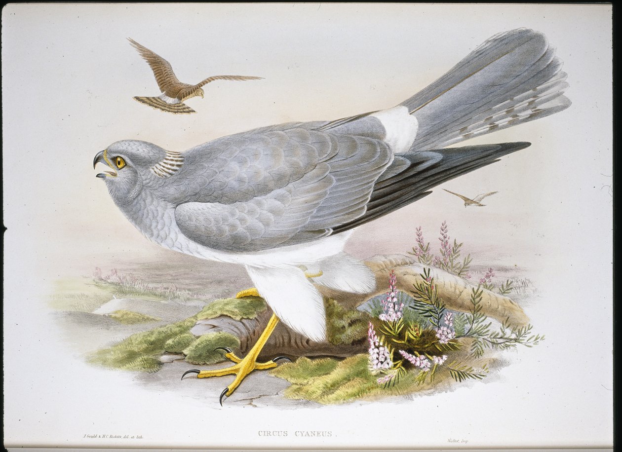 Marsh Harrier (Circus Aeruginosus) (kézzel színezett litho) alkotó: John (after) Gould