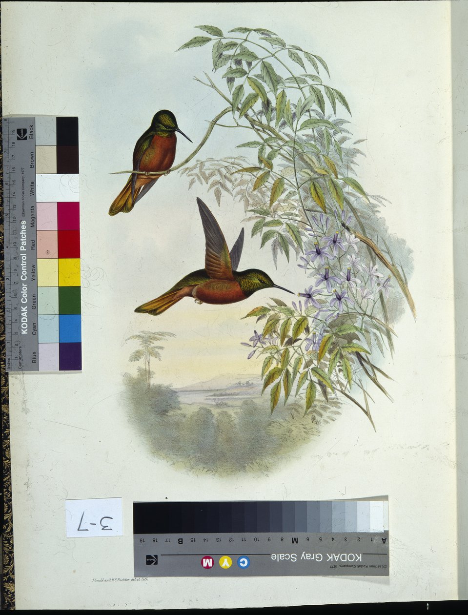 Máté panoplitjai (kézzel színezett litó) alkotó: John (after) Gould