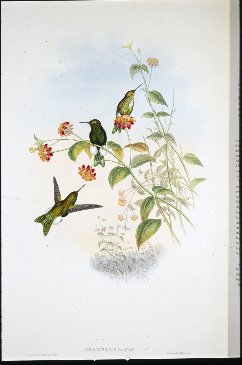 Fémes lábszár (Eriocnemis Alinae) (kézzel színezett litho) alkotó: John (after) Gould