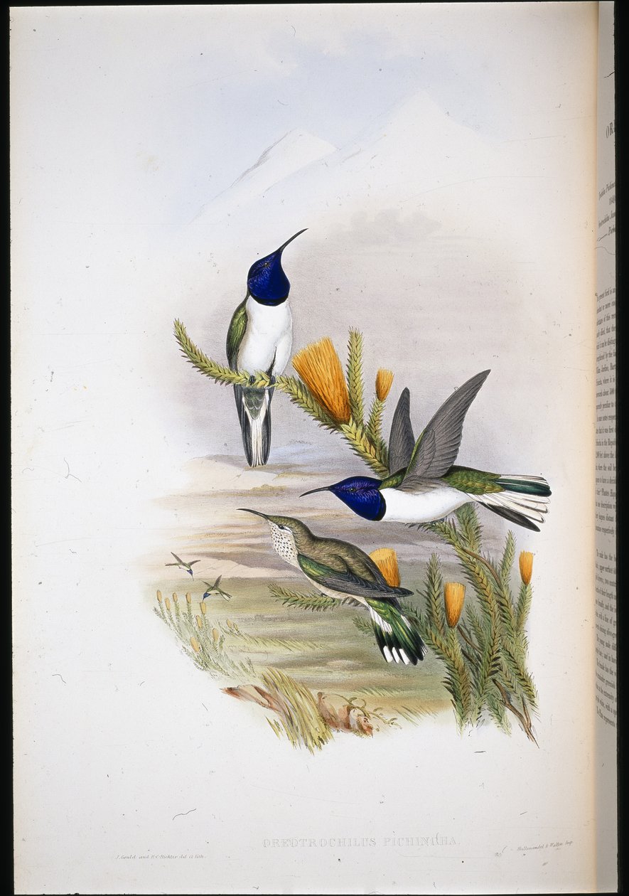 Pichinchian Hill-star (Oreotrochilus Pichincha) (kézzel színezett litho) alkotó: John (after) Gould