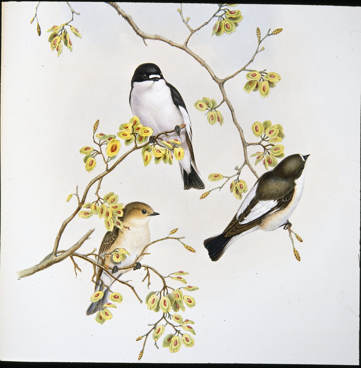 Légykapó (Muscicapa Atricapilla) (kézzel színezett litho) alkotó: John (after) Gould