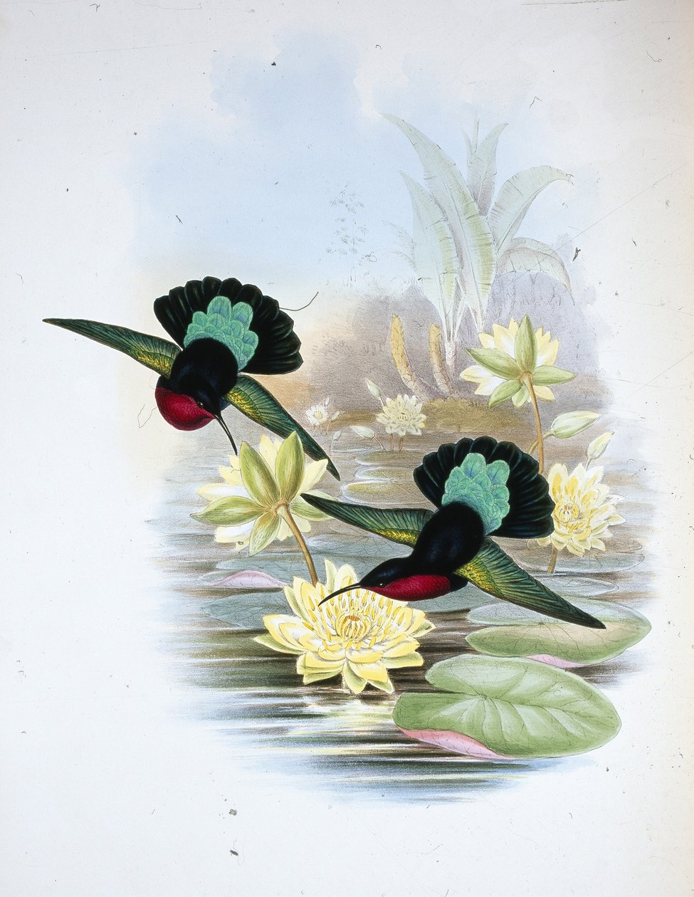 Lila mellű karib (Eulampis Jugularis) (kézzel színezett litho) alkotó: John (after) Gould