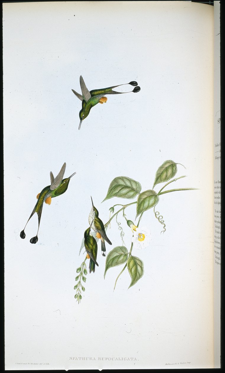 Piros csizmás ütőfarkú (Spathura Rufocaligata) (kézzel színezett litho) alkotó: John (after) Gould
