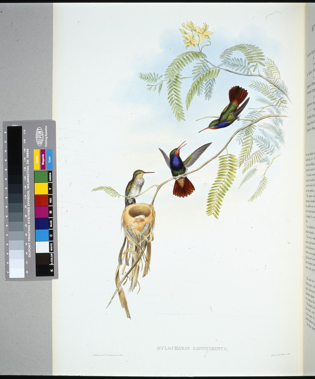 Vöröstorkú zafír (hylocharis sapphirinus) (kézzel színezett litho) alkotó: John (after) Gould