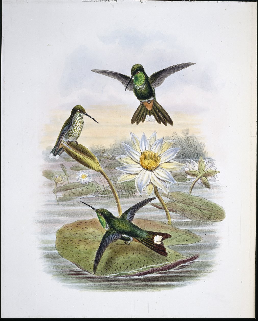 Piros szellőzős fehér hegy (kézzel színezett litho) alkotó: John (after) Gould