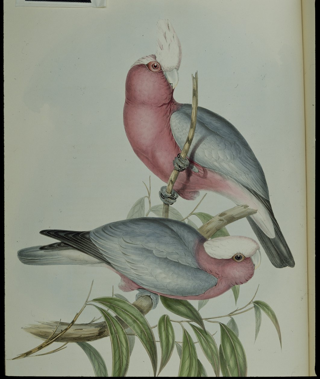 Rózsamell kakadu (Cacatua Eos) (kézzel színezett litho) alkotó: John (after) Gould