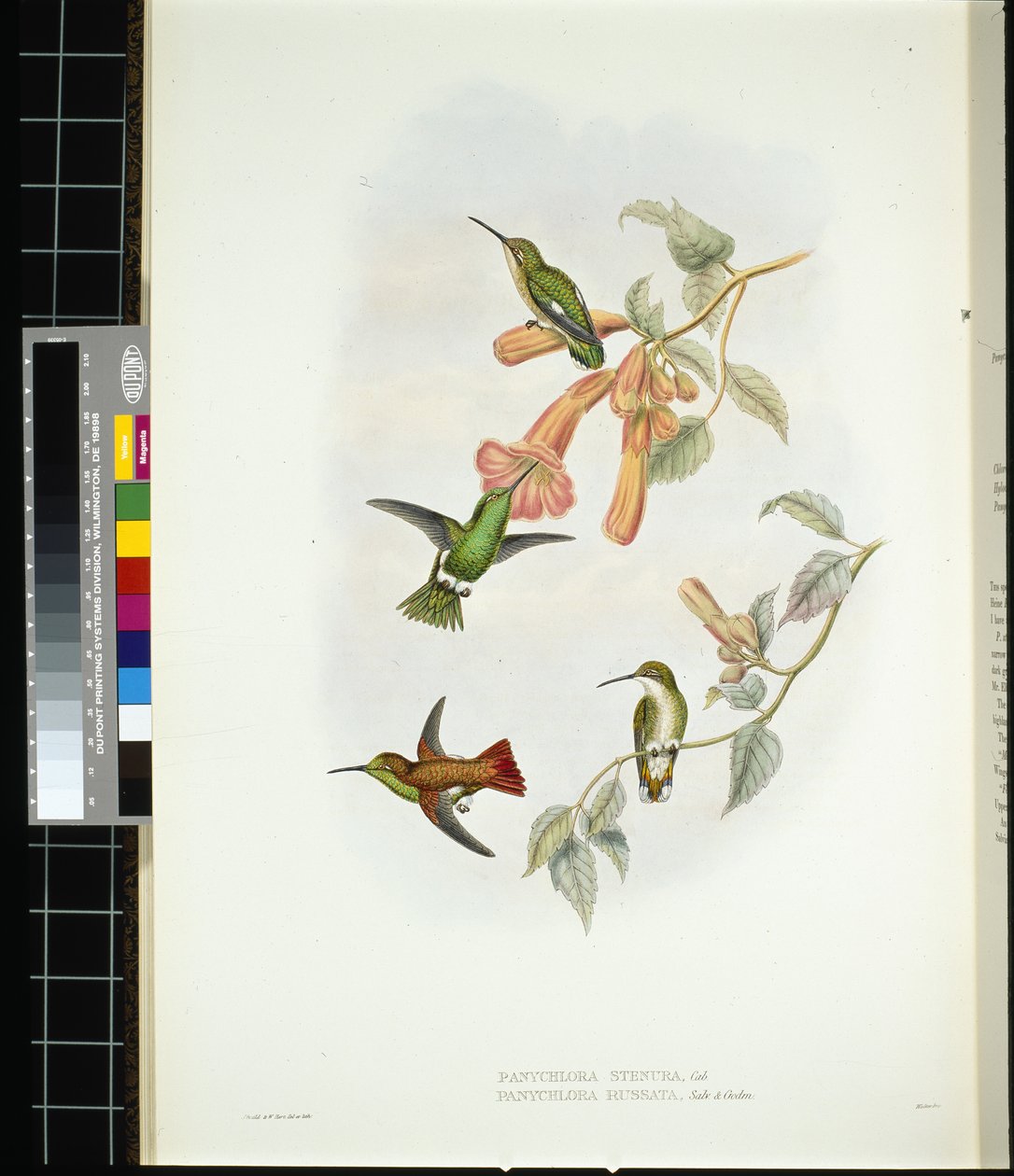 Ragyogó napsugár (aglaeactis cupreipennis) (kézzel színezett litho) alkotó: John (after) Gould