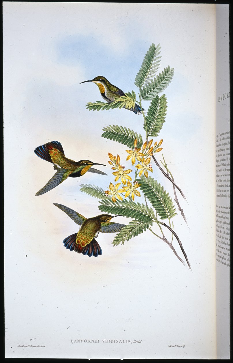 Sombre Sabre-wing (Campylopterus Obscurus) (kézzel színezett litho) alkotó: John (after) Gould