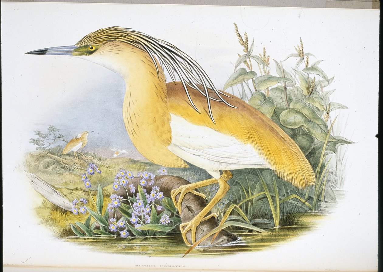 Squacco Heron (Buphus Comatus) (kézzel színezett litho) alkotó: John (after) Gould