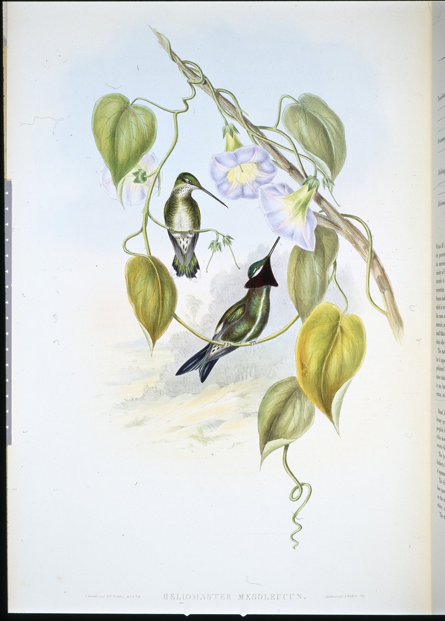 Csíkos mellű csillagtorok (heliomaster mesoleucus) (kézzel színezett litho) alkotó: John (after) Gould