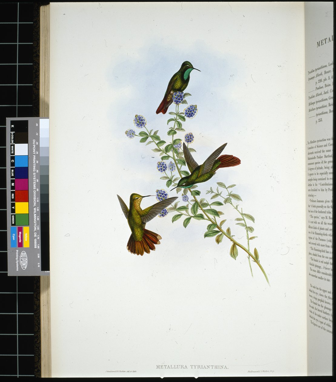 Tiruszi farok (metallura Tyrianthina) (kézzel színezett litho) alkotó: John (after) Gould