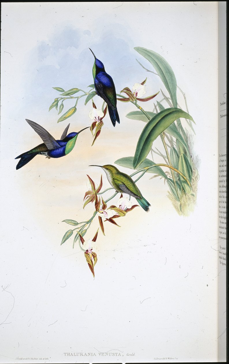 Veraguan Panoplites (Thalurania Venusta) alkotó: John (after) Gould