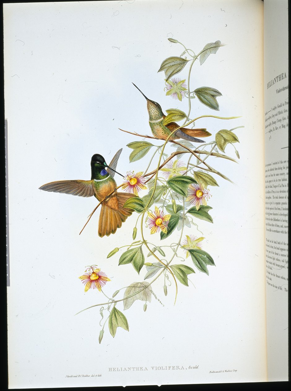 Ibolyatorkú csillaghomlok (Helianthea Violifera) (kézzel színezett litho) alkotó: John (after) Gould