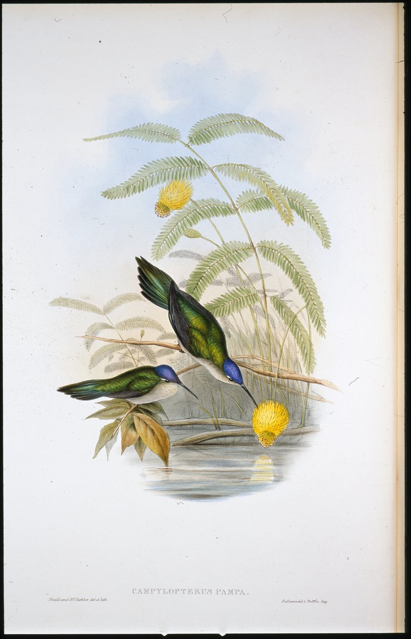 Ékfarkú szablyaszárny (Campylopterus Pampa) (kézzel színezett litho) alkotó: John (after) Gould