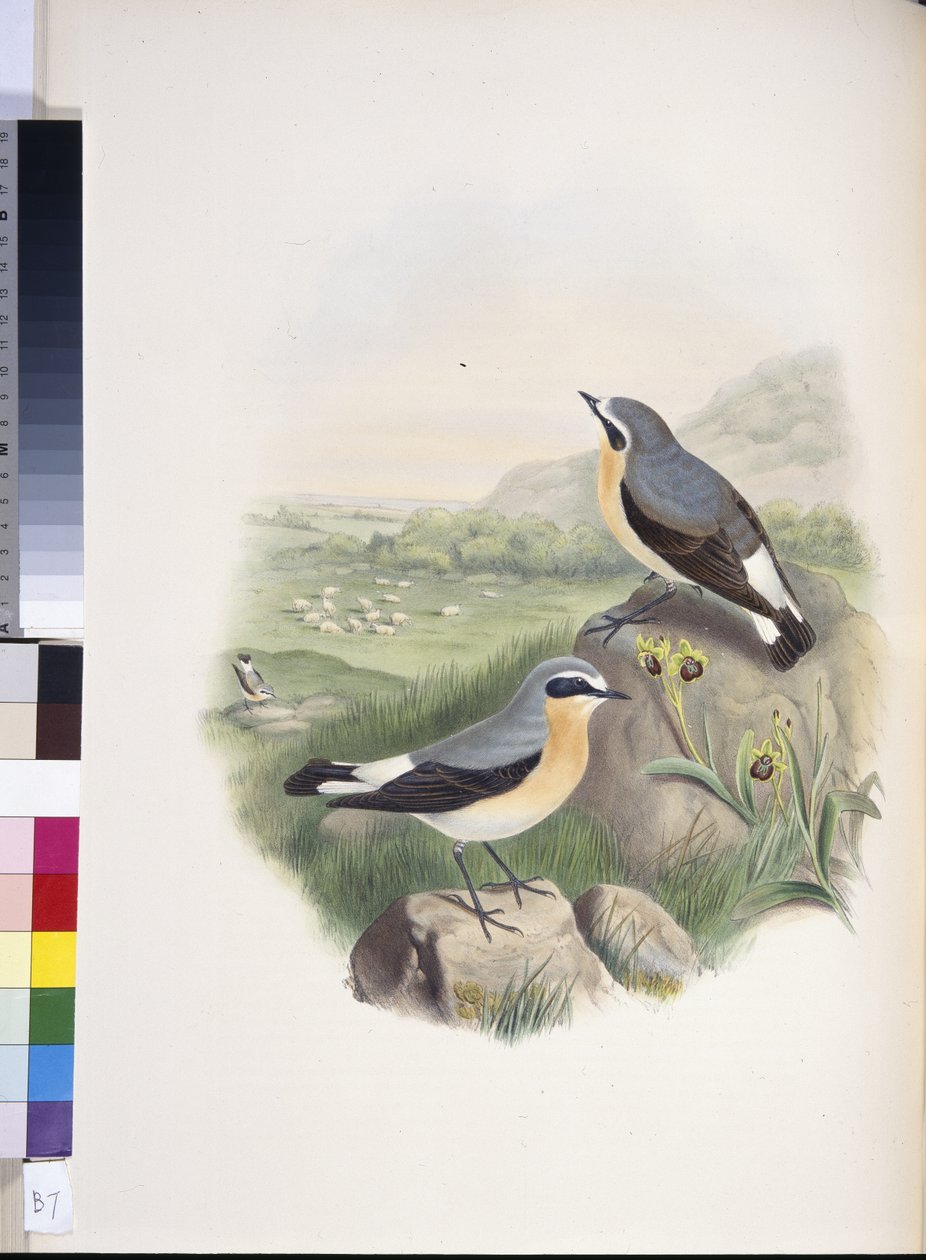 Búzafarkú (Oenanthe oenanthe) (kézzel színezett litho) alkotó: John (after) Gould