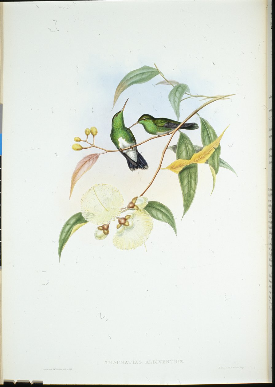 Fehérhasú smaragd (Thaumatias Albiventris) (kézzel színezett litho) alkotó: John (after) Gould