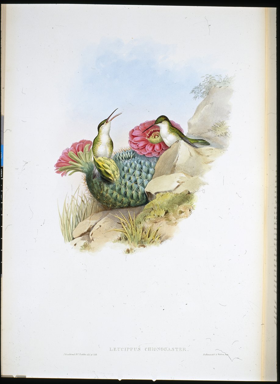 Fehérmellű Leucippus (leucippus chionogaster) (kézzel színezett litho) alkotó: John (after) Gould