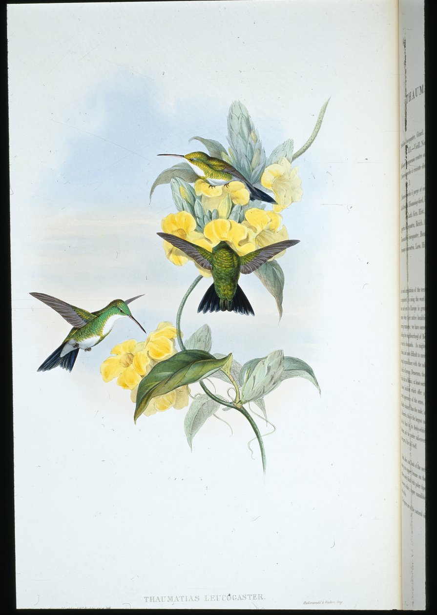 Fehértorkú smaragd (Thaumatias Leucogaster) (kézzel színezett litho) alkotó: John (after) Gould