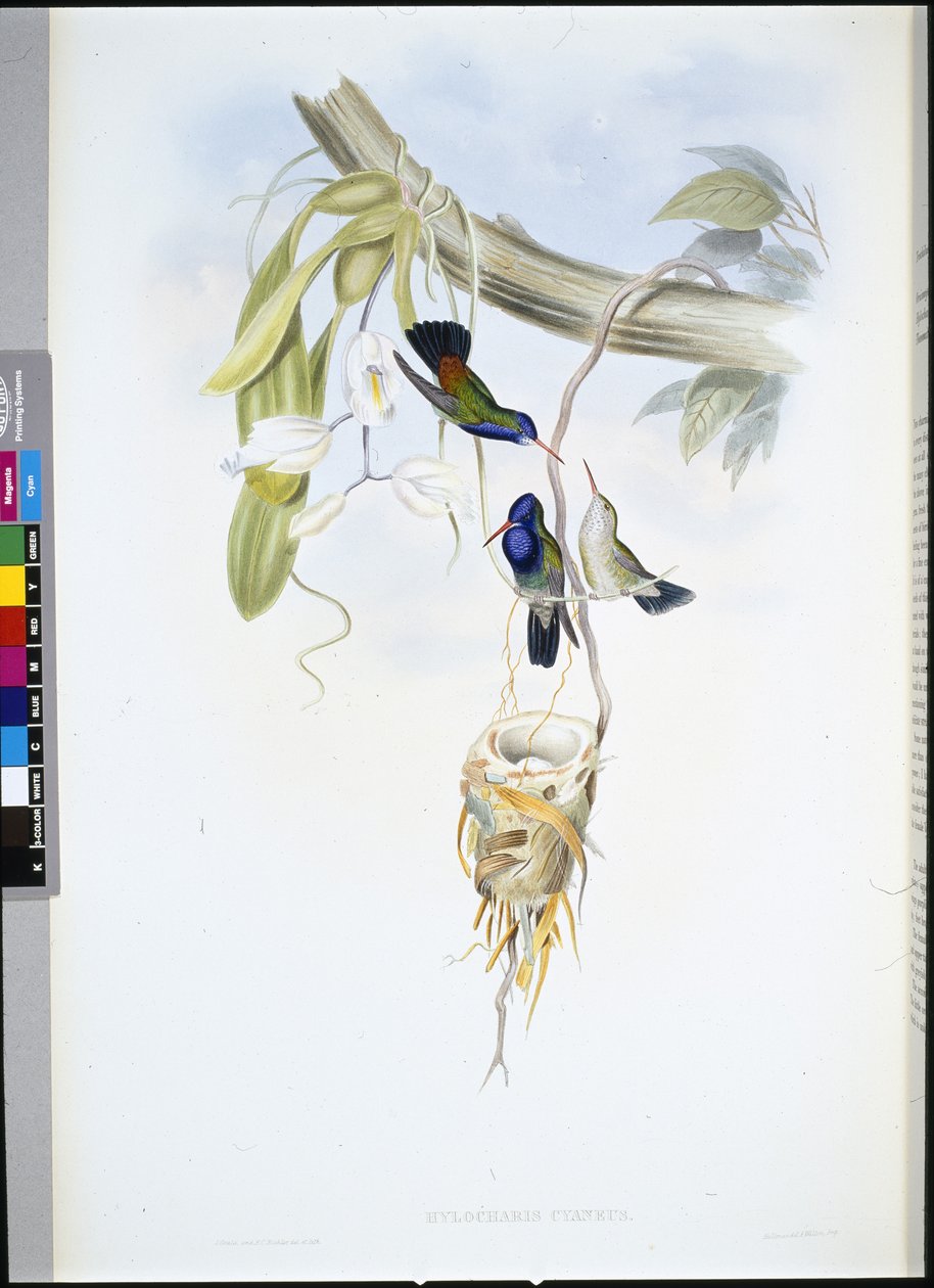 Fehértorkú zafír (Hylocharis Cyaneus) (kézzel színezett litho) alkotó: John (after) Gould