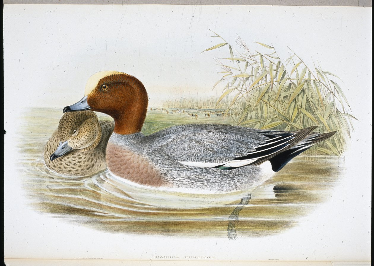 Widgeon (Mareca Penelope) (kézzel színezett litho) alkotó: John (after) Gould