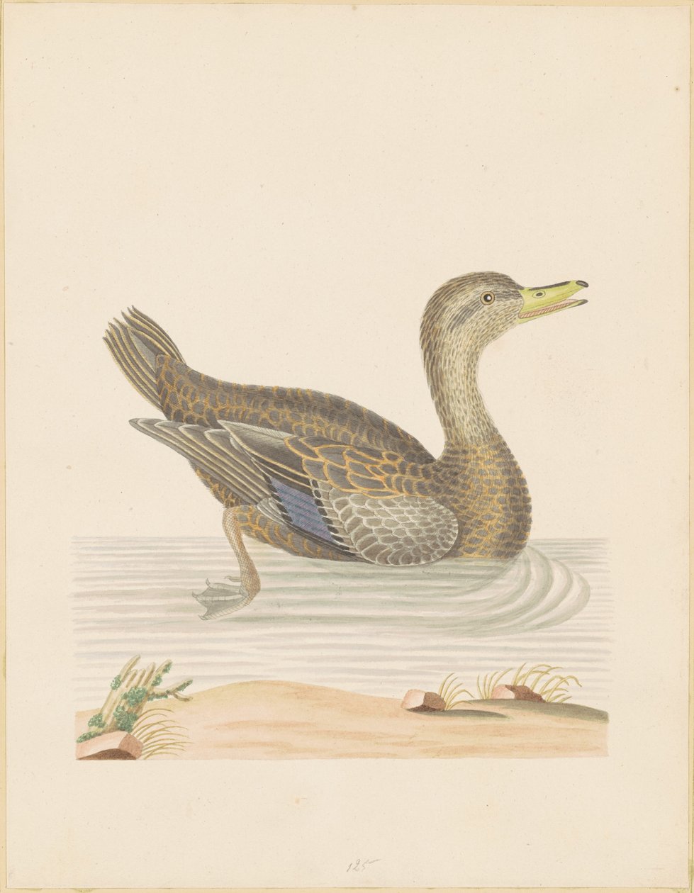 Roan Duck alkotó: John Abbot