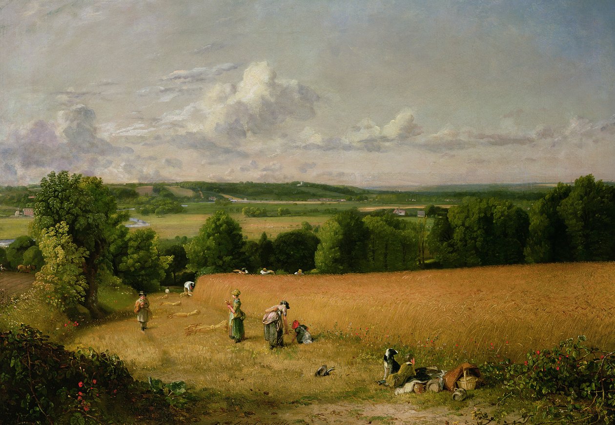 Búzamező alkotó: John Constable