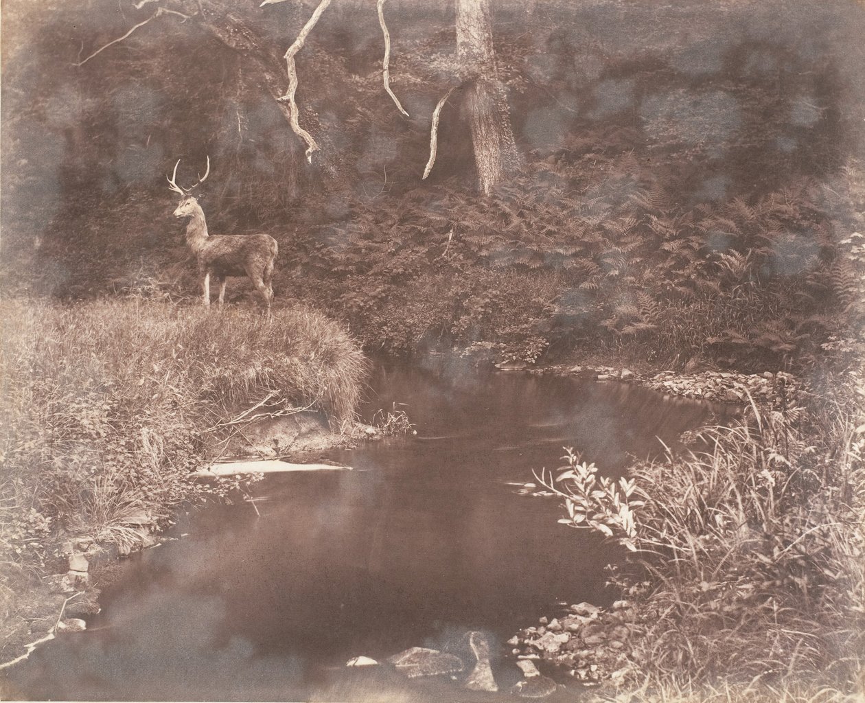 A Lewitha, 1853-56. alkotó: John Dillwyn Llewelyn