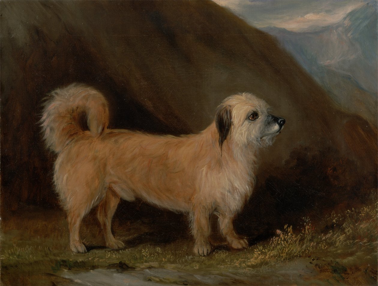 Egy Dandie Dinmont terrier alkotó: John E. Ferneley