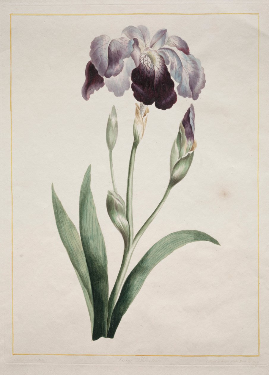 Japán írisz nagy kék írisz, 1801. alkotó: John Edwards