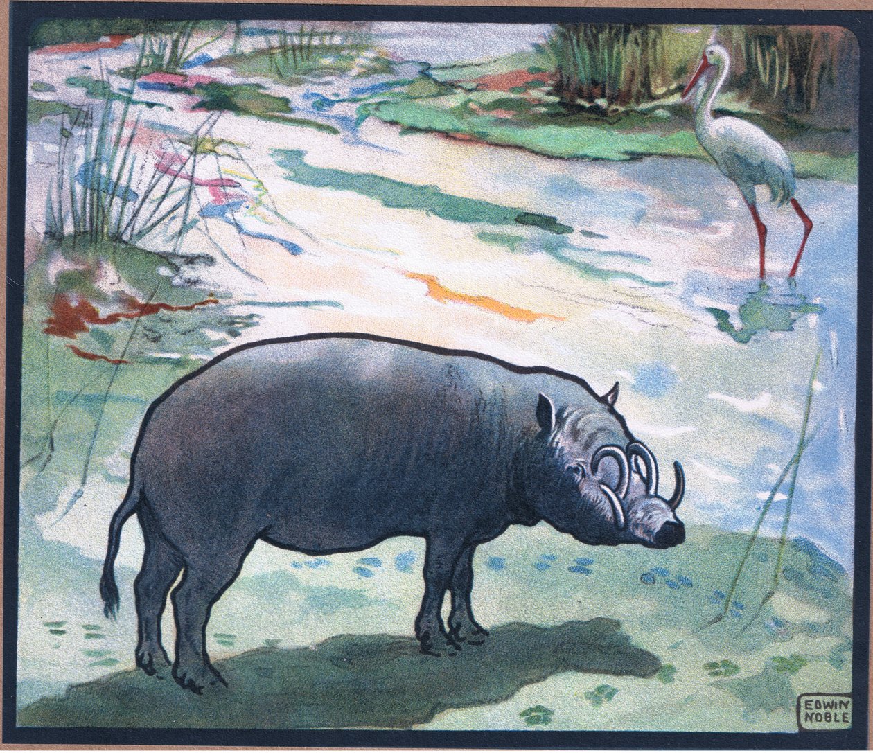Bush Pig (Red River Hog) alkotó: John Edwin Noble