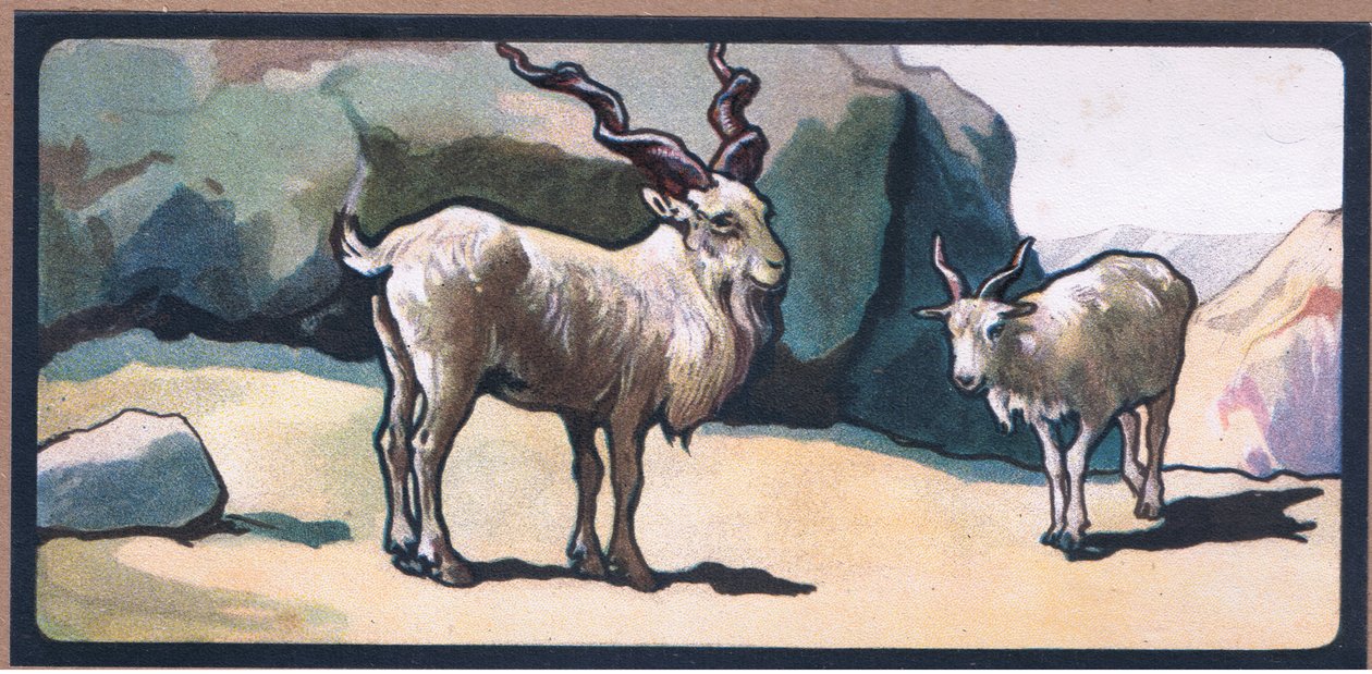 Markhor (kecske) alkotó: John Edwin Noble