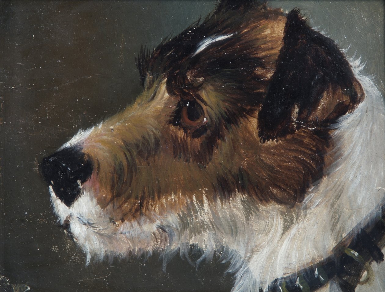 Egy durva szőrű terrier feje alkotó: John Emms