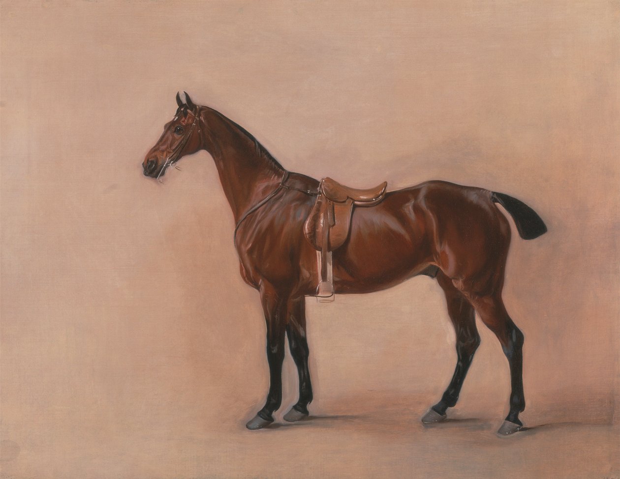 Egy Saddled Bay Hunter tanulmánya alkotó: John Ferneley