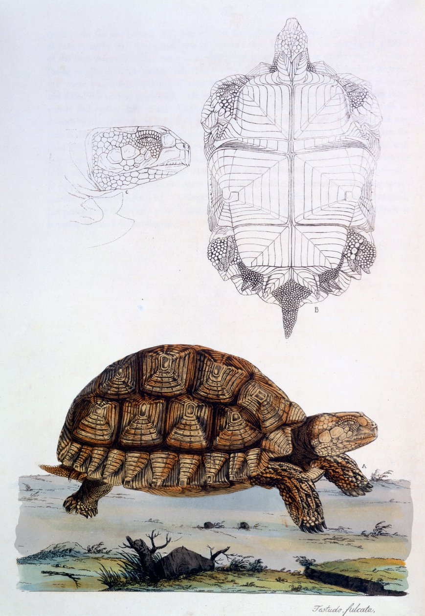 Testudo Sulcata, 1796 (kézzel színezett metszet) alkotó: John Frederick Miller