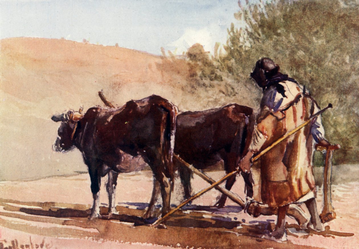 Szántás az Olajfák hegyén, 1902. alkotó: John Fulleylove