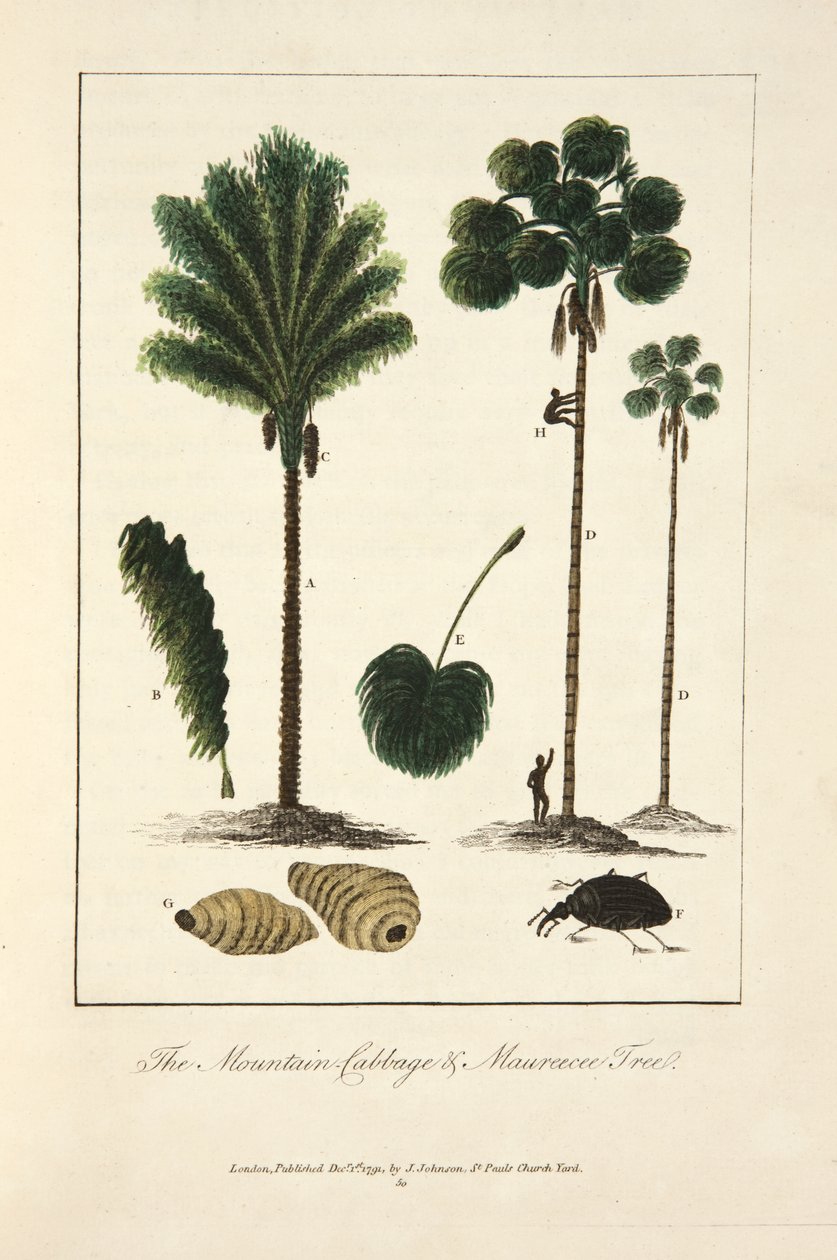 A hegyi káposzta és a Maureecee fa alkotó: John Gabriel Stedman