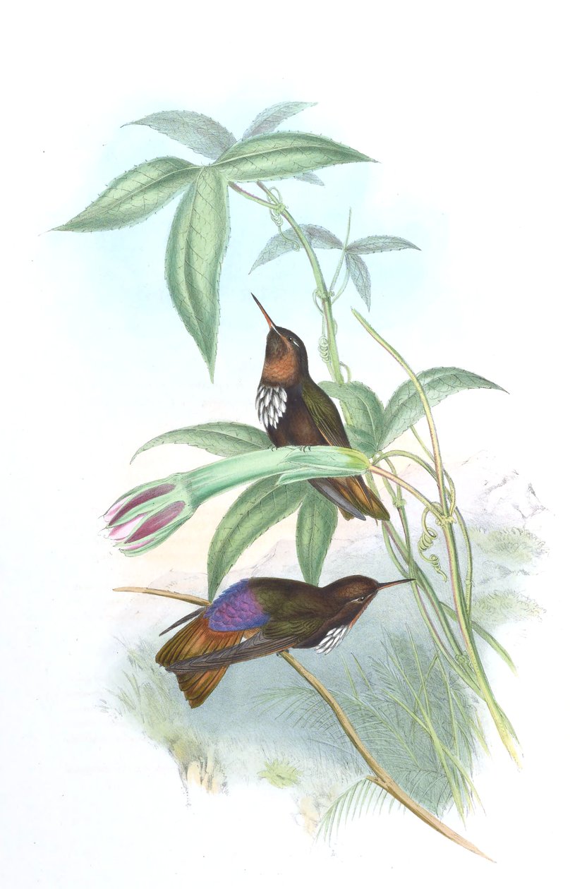 Aglaeactis castelnaui alkotó: John Gould