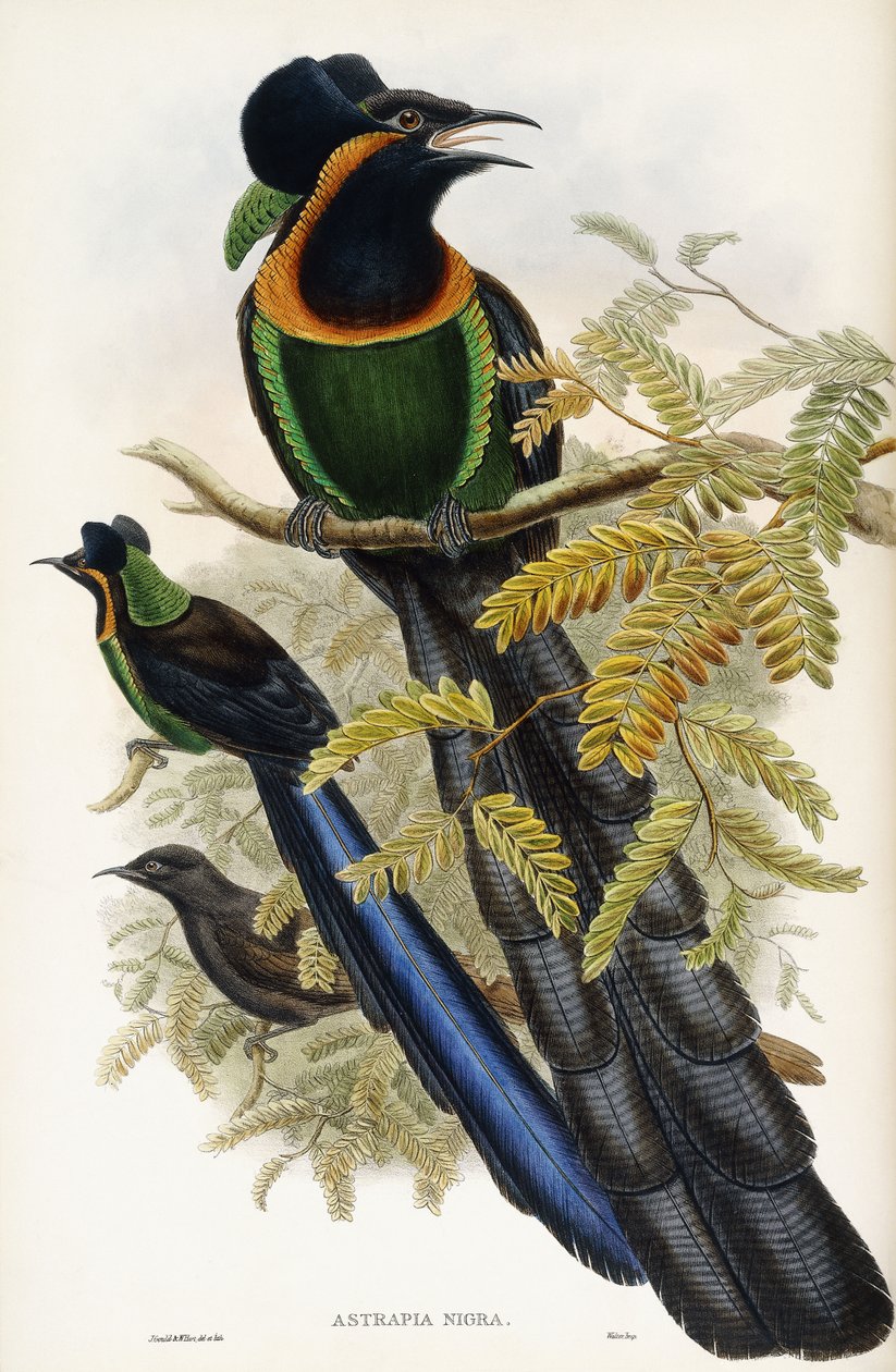 Asztrapiai műtárgy alkotó: John Gould