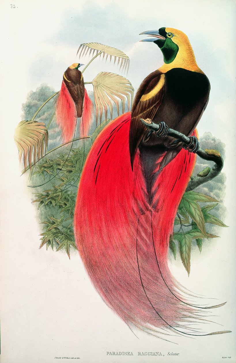 Paradicsommadár, T. Walter metszete alkotó: John Gould