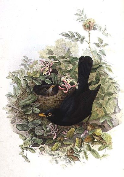 Feketerigó alkotó: John Gould