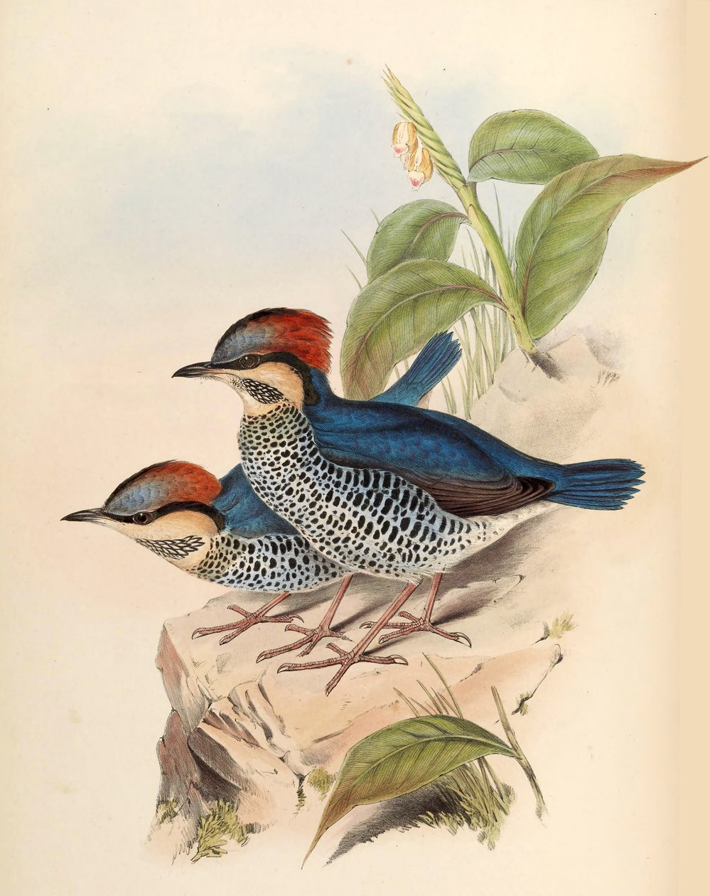 Kék Pitta Pitta cyanea Blyth alkotó: John Gould
