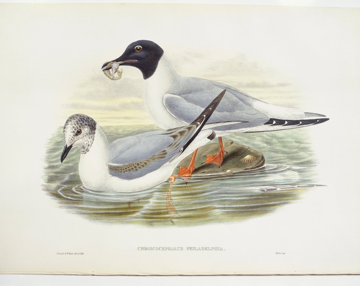 Bonaparte sirály (Larus philadelphia), illusztráció alkotó: John Gould