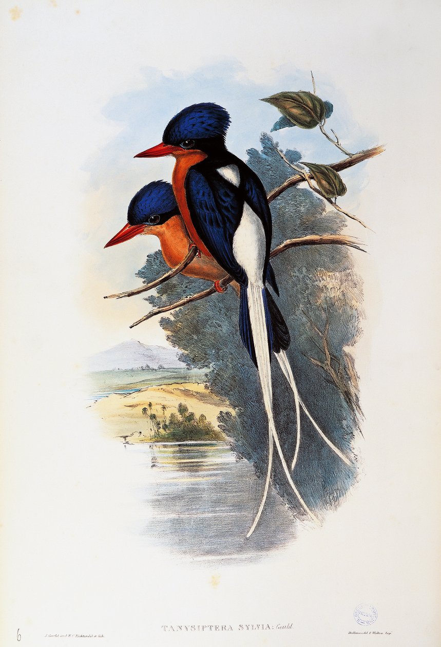 Buffeasted Paradise-kingfisher (Tanysiptera sylvia) alkotó: John Gould