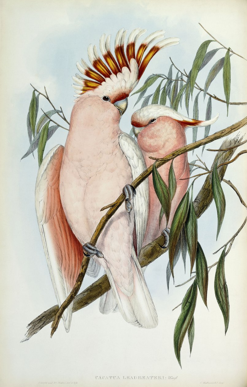 Leadbeater kakadu, 1848-1869 alkotó: John Gould